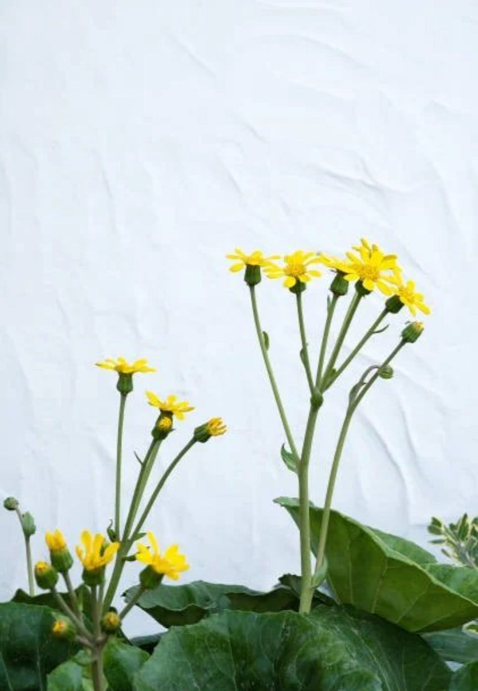 Salesperson 101: The Power of Emotion