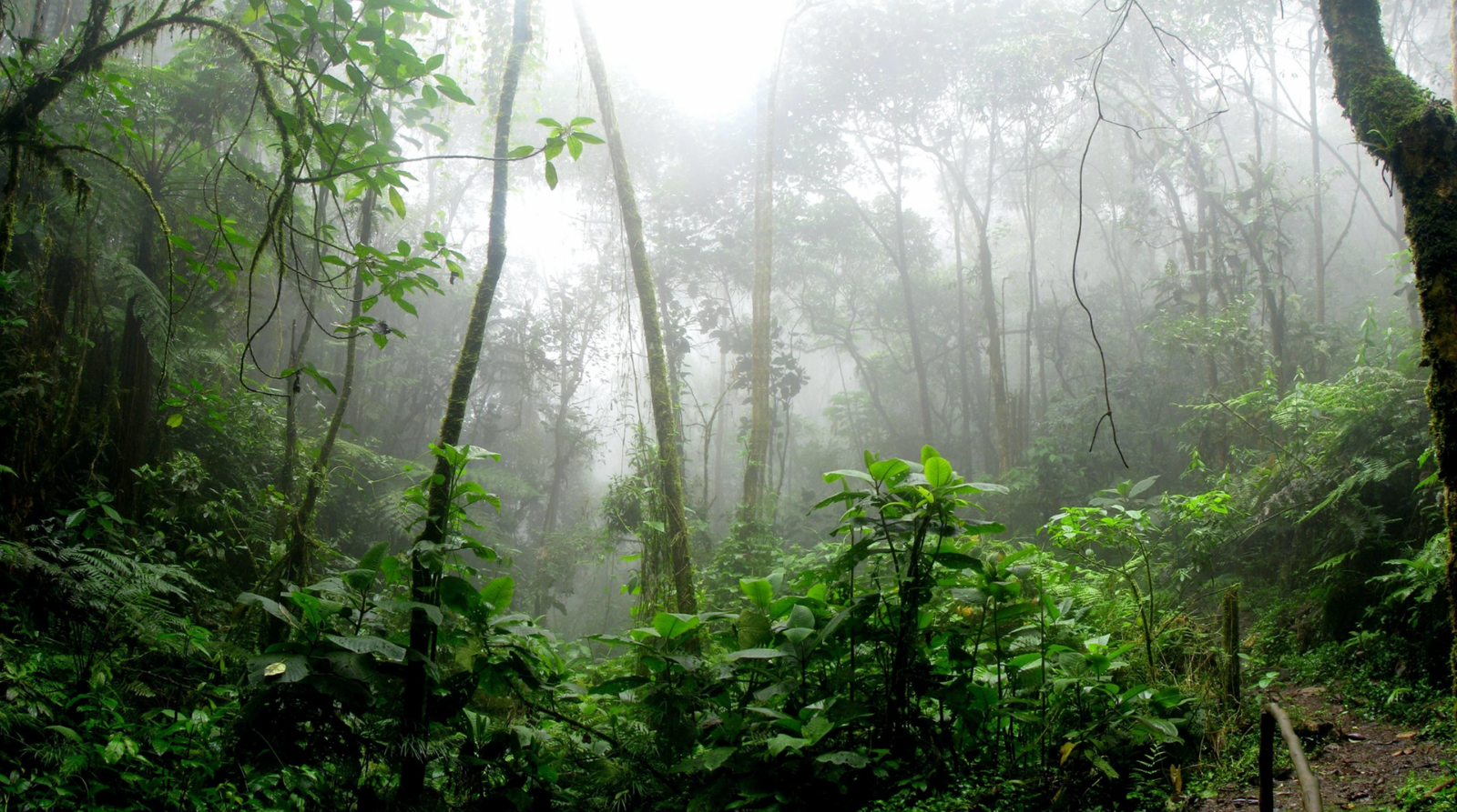 Salesperson 101: It's a Jungle Out There