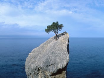 Resilience. A lone tree on an ocean rock. 