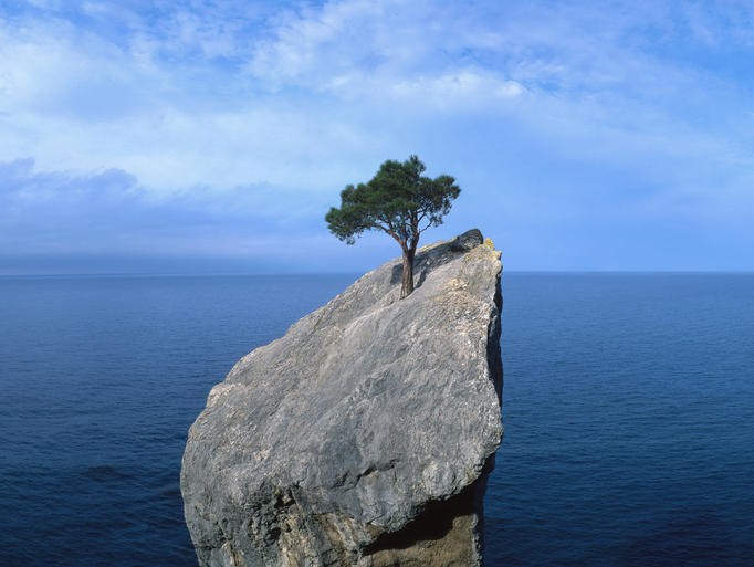 Resilience. A lone tree on an ocean rock. 